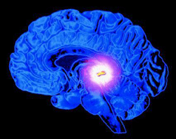 The Pineal Gland