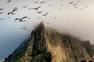 28-iconic-birds-saint-kilda-scotland.ngsversion.1501171457288.adapt.676.1